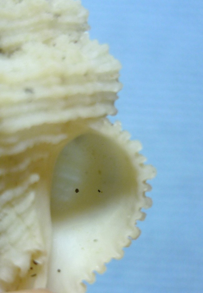 Coralliophila sofiae o squamosa?